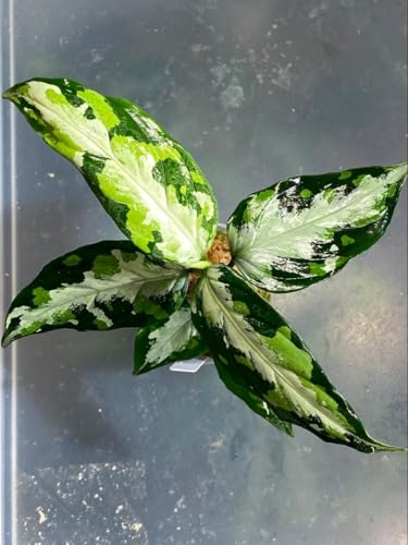 �A�O���I�l�} �s�N�^�� Tigalingga GT�� Aglaonema