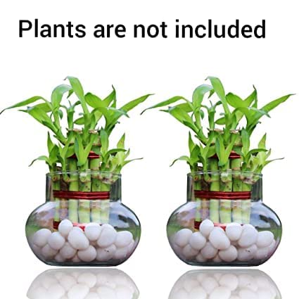 Image of Mini Glass Flower Vase, Candy Jar | Pack of 1 Piece, 4 Inches | Money Plant, Bamboo Plant Pot for Bedroom, Living Room, Office Reception & Table Centrepiece