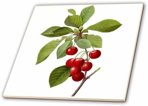 3dRose Redoute Vintage Watercolor Fruit Cherries 4 Inch Ceramic Tile image 5