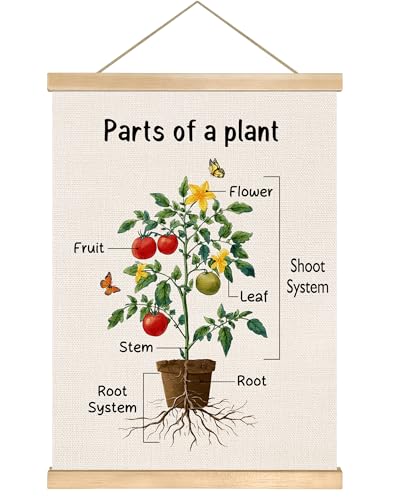 Parts of a Plant Educational Poster