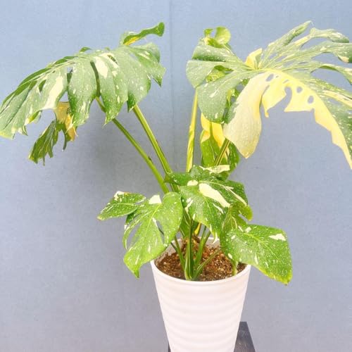 観葉植物 デリシオーサ モンステラ」の人気商品一覧 | 安い商品を通販
