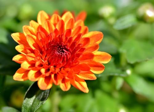 Image of Pink Daisy Live Plant | Pink Snowball Chandramallika Chrysanthemum Flower Plant with Pot | Live Outdoor Flowering Plant for Home Garden Balcony
