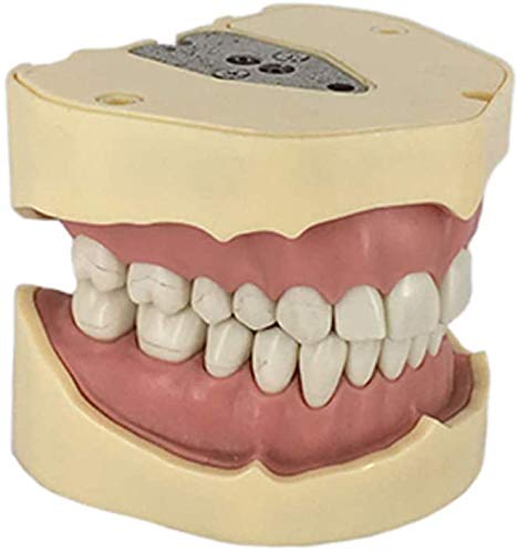 Todos Los Dientes De Resina Dental Modelo Dental Removible para La Práctica del Estudiante De Odontología Demostración Enseñanza De La Educación Dental Que Estudian