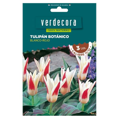 Verdecora Bulbos de Tulipán Botánico Blanco y Rojo (3 uds) | Tulipa | Floración en Primavera | Flores Coloridas y Elegantes | Ideal para Jardines y Macetas (PORTES INCLUIDOS)