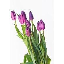 100pcs Purple Tulip Flower Seeds