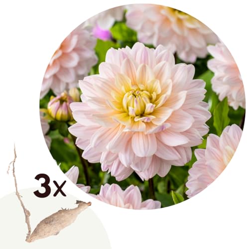 Plant in a Box - Dahlia 'Diana's Memory' - juego de 3 - flores de verano - tubérculos de dalia - flores de jardín - Rosa