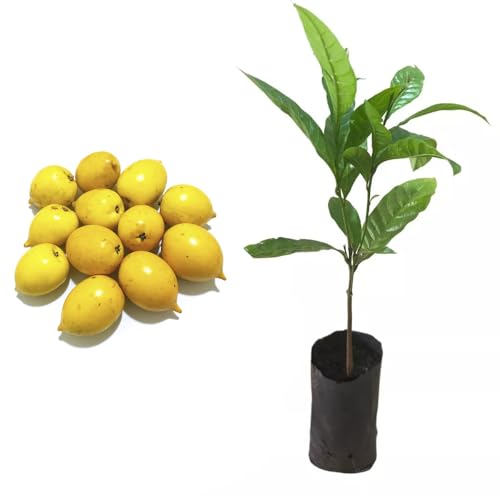 Genérico, Muda de Abiu Amarelo 20 a 40cm AMK - Plantas Online