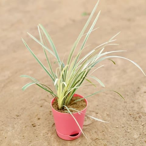 Bloomify Bedroom Ribbon Grass in 4 Inch Pink Florence Self Watering Pot-image-25