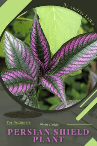Persian Shield Plant: Plant Guide