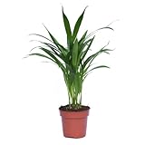 1 x Areca Palm Tree | Areca Dypsis Palm | Golden Cane | Air-Purifying Indoor Plant | Pet-Friendly | Elegant Arching Foliage | Ideal for Home Display - 9cm Pot by Thompson and Morgan - Image 3