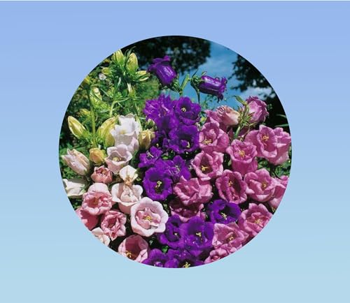 800 Graines de Campanules à Grandes Fleurs - Variété 'Medium Single Flower' - Fleurs Clochettes Élégantes pour Jardin et Massifs