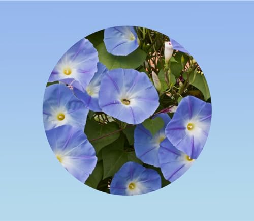 Graines d' Ipomée grande fleur Bleue 3 Grammes soit +/- 100 GRAINES