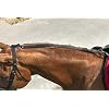 EKKIA Ekia Horse Riding Equipment Black N.PRO Anti-KNOC./Train.AID BLK 306391002
