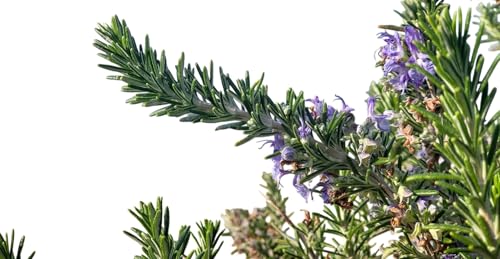 3 Plantas natural Rosmarinus Postratus ROMERO RASTRERO 10-20 cm. En cepellón, listo para plantar. Cubre el suelo, es decorativo, atrae polinizadores y requiere poco mantenimiento.