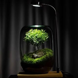 Glass Terrarium/Aquairum Vase 16×22 cm