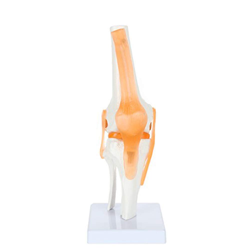 Sjdopulse Human Knee Model, Knee Ligament Model, Naturally Larger, With Base, Flexible, Doctor-Patient Communication And Science Education