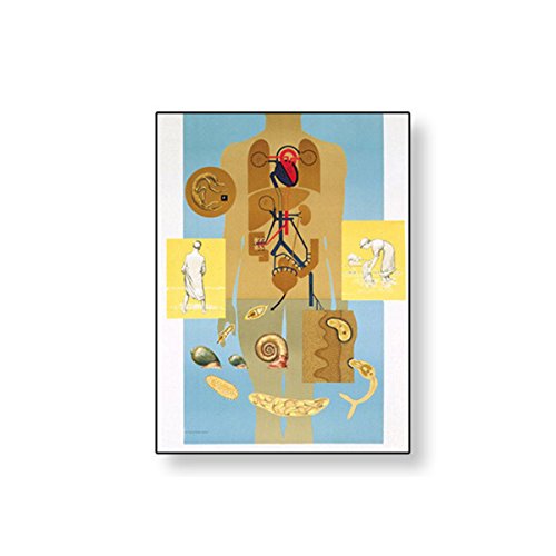 Image of 3B Scientific V2072M Bilharzia Wall Chart 84x118 cm,Grade: 1.2 inch Height, 2 inch Wide, 35.5 inch Length