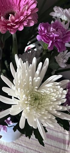 Season 3 Episode 9: Thoughts on Spring Fever Podcast Por  arte de portada