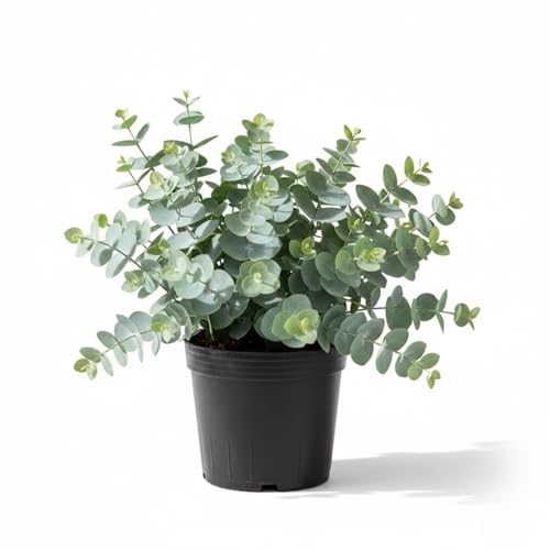 Live Baby Blue Eucalyptus Plant Cold Hardy Eucalyptus Tree Plant Fragrant Foliage 4-6 Tall Indoor or Outdoor Growing No Pot