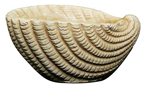 Classic Home and Garden Cement Seashell Planter, Cute Desk Decoration or Gift – Shell Planter w Drain Plug – Succulent Plant Pot for Indoor/Outdoor Beach Décor