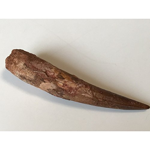 Amazon | 化石 恐竜 スピノサウルス 歯 70．7mm 保管ケース