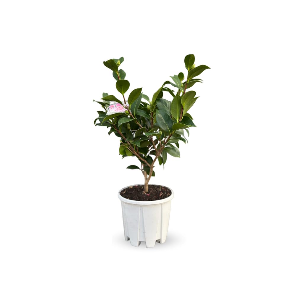 Attitude Jardin - Camellia japonica blanc - roślina kwitnąca - 50-60 cm - ◕ 21 cm - roślina zewnętrzna