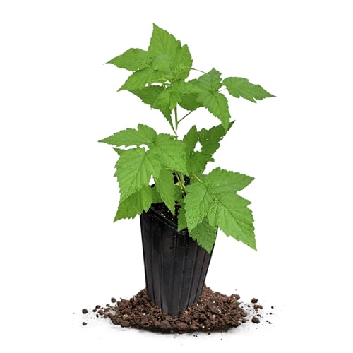 Tahi Thornless Black Raspberry Plant, 1-Gallon - Black Raspberry Plant Potted - Live and Growing...