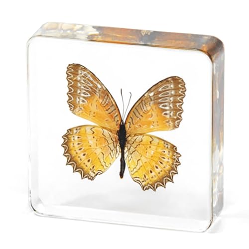 Image of Taxidermy Butterfly Insects, Real Butterflies Specimen in Resin Preserved, Clear Sealed for Closer-Look & Study, Science Educational Classroom Specimens, Unique Amazing Great Gift (3.0x3.0x0.8-inch)