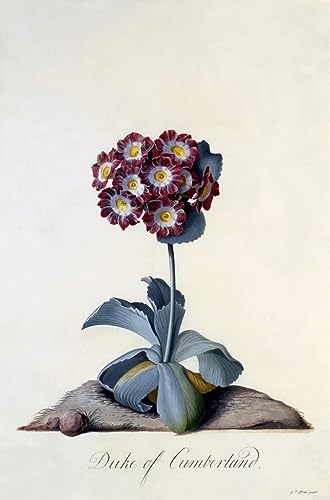 Auricula de Cumberland affiche toile grand format pour sublimer un mur vide salon
