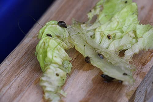 20 Blasenschnecken, Mindestgröße 3 mm, Futterschnecken für Fische, Krebse, Garnelen