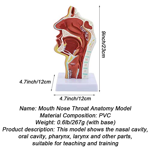 Modèle anatomique de cavité buccale nasale pour simplifier la relation docteur-patient - 6