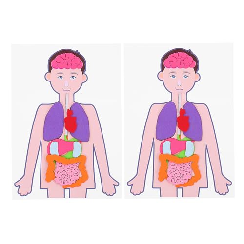 Operitacx Mannequin 2 Sets Children's Human Body Teaching Aids Posters Human Body Model for Toy Anatomical Poster Anatomy Chart Poster Human Body Bulletin Board DIY Organs Plaything Manikin