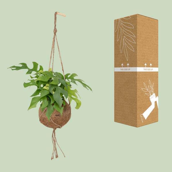 Lochpflanze Monstera Minima Zimmerpflanze Ø15 cm 25 cm