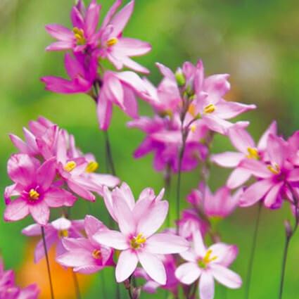 ワトソニアの球根(ピンク)5球 ワトソニアの球根(ピンク)5球 ワトソニア