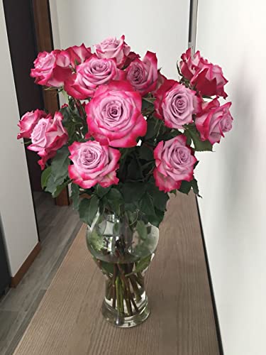 Lavander Roses - 50 Stems Fresh Cut Flower -Lovely Gift #TOP4