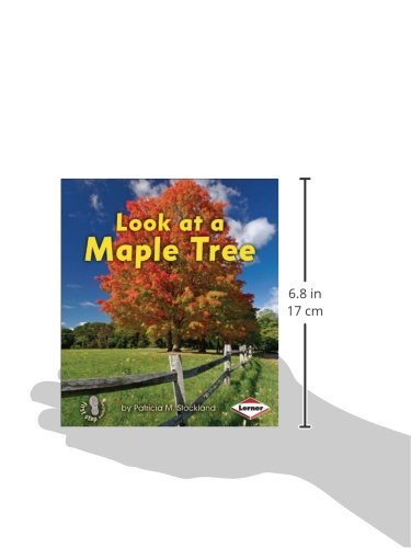 Look at a Maple Tree (First Step Nonfiction -- Look at Trees) - Image 3
