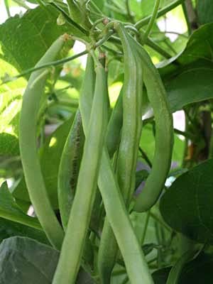 Golden Hills Farm Hybrid French Beans Seeds 50+ seeds (B0965VX1PP) Amazon Price History, Amazon Price Tracker