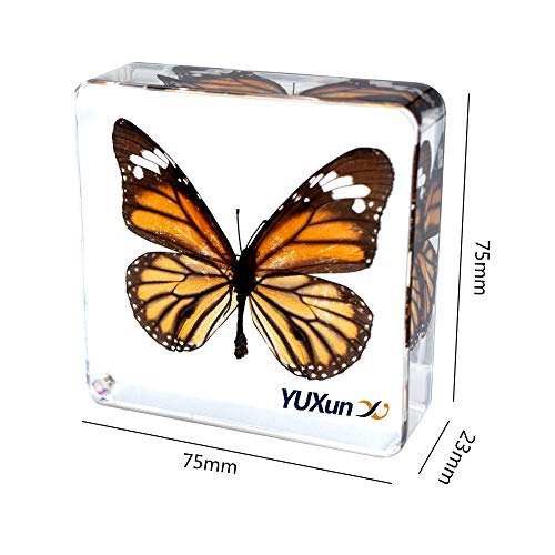 Cherish Xt Real Insect Butterfly Specimen Paperweight Animal Taxidermy Collection Display Sciecne Classroom Specimen For Science Education (Butterfly 4) #TOP1