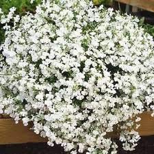 50+ White Trailing Lobelia Regatta Perennial Flower Seeds/Great for Hanging Baskets 50+ White Trailing Lobelia Regatta Perennial Flower Seeds/Great for Hanging Baskets
