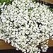 50+ White Trailing Lobelia Regatta Perennial Flower Seeds / Great for Hanging Baskets
