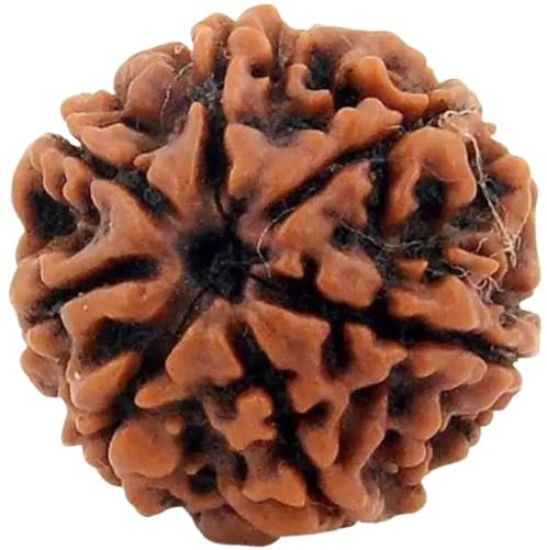 Seven Mukhi Rudraksha bead Original Certified, seven Face Rudraksha Satmukhi Rudraksha By Certifiedx24