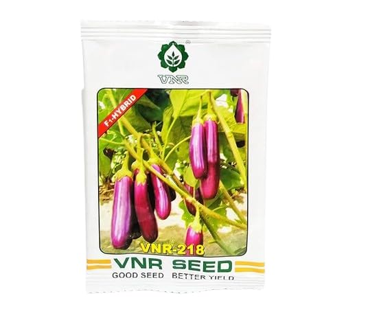SEEDS Hybrid Brinjal VNR-218 Vegetable Seeds (10gm) (B0D6BMC7VS) Amazon Price History, Amazon Price Tracker