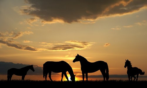 Horses at Sunset Large A3 Size (42 x 25 cm) Horse and Pony, Photo, Poster, Scene, View by OFA Prints