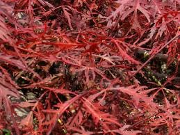 Garnet Dwarf Weeping Japanese Maple