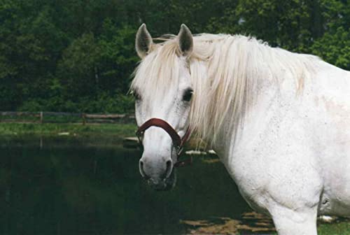 Foto von Scheidler horse-direkt Mariendistelöl 1L Einzelfuttermittel für Pferde, Hunde & Katzen – Natürliche Nahrungsergänzung & kaltgepresst – Reich an Omega 6 und Vitamin E – inkl. Dosierkappe