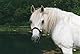Scheidler horse-direkt Mariendistelöl 1L Einzelfuttermittel für Pferde, Hunde & Katzen – Natürliche Nahrungsergänzung & kaltgepresst – Reich an Omega 6 und Vitamin E – inkl. Dosierkappe