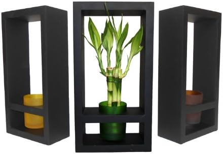GoGoGreen88 - Lucky Bamboo in Colored Glass Vase with Wooden Frame