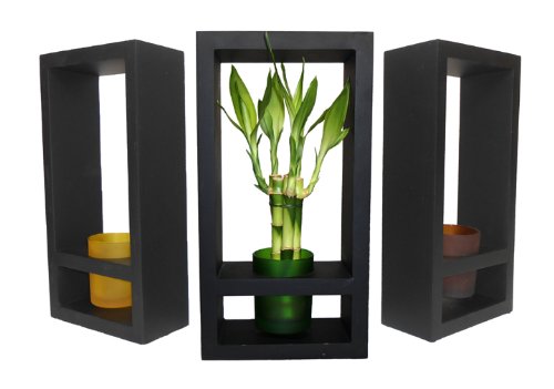 GoGoGreen88 - Lucky Bamboo in Colored Glass Vase with Wooden Frame