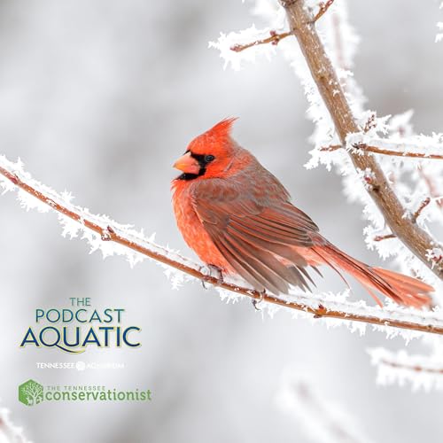 Wildlife Winter Games