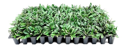 Ajuga Chocolate Chip | 3 Live Plants | Ajuga reptans